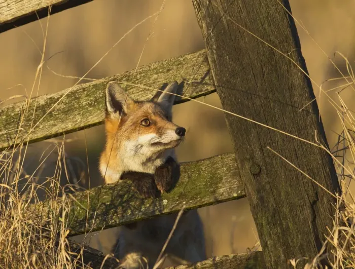 Framed Print : Red Fox - looking through old gate - controlled conditions 15242 Framed Print : Red Fox - looking through old gate - controlled conditions 15242