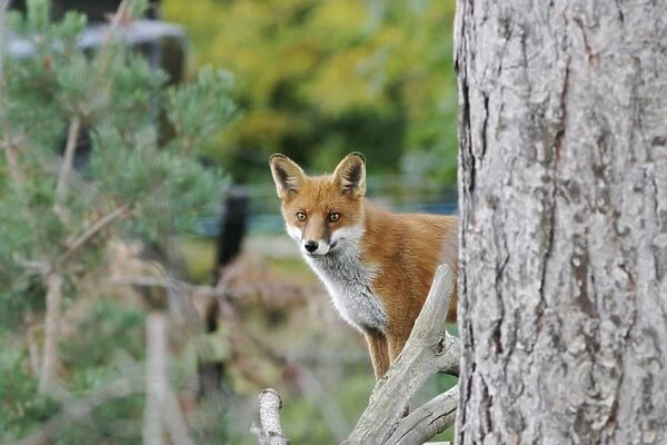 Red Fox - looking around tree, captive Kent UK