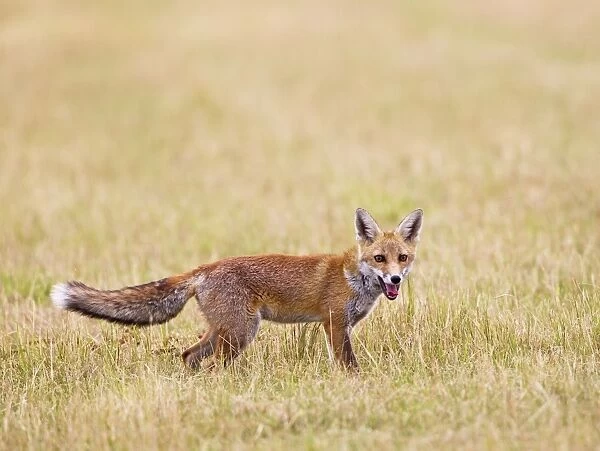 Red Fox - in meadow - controlled conditions 14738