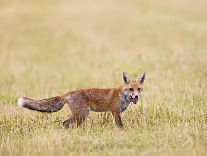 Framed Print : Red Fox - in meadow - controlled conditions 14738