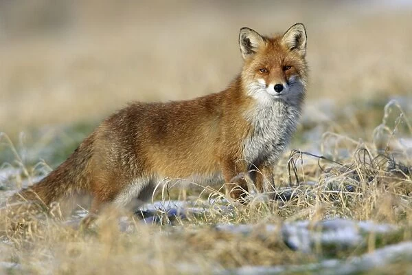 Red Fox-On the alert, in winter Lower Saxony, Germany