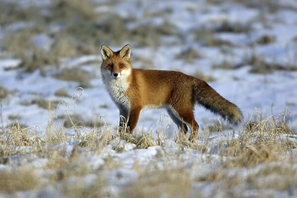 Red Fox-On the alert, in winter Lower Saxony, Germany