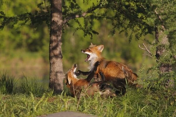Red Fox - two playing  /  fighting. Minnesota - USA