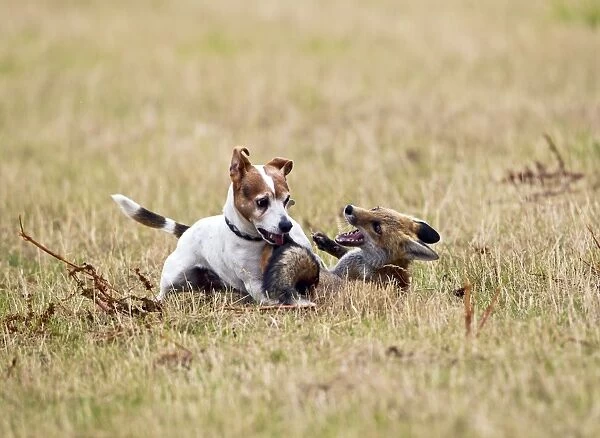 Red Fox - playing with Jack Russell in meadow - controlled conditions 14744