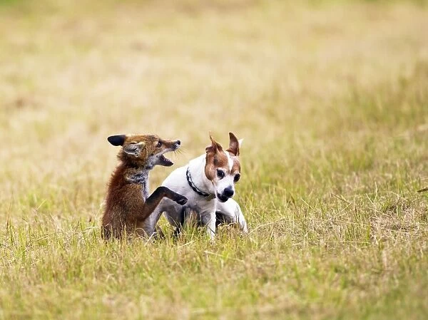 Red Fox - playing with Jack Russell in meadow - controlled conditions 14748