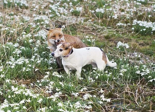 Red Fox - playing with Jack Russell in Snowdrops - controlled conditions 15955