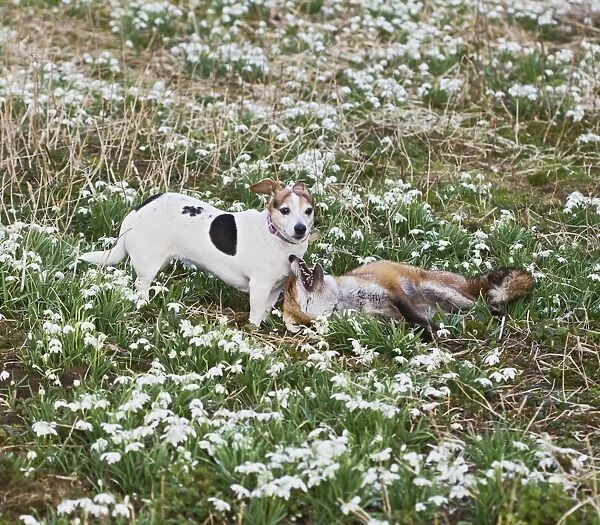 Red Fox - playing with Jack Russell in Snowdrops - controlled conditions 15961