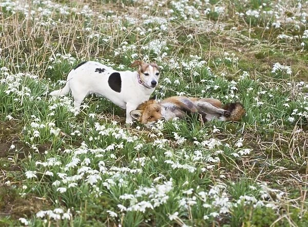Red Fox - playing with Jack Russell in Snowdrops - controlled conditions 15964
