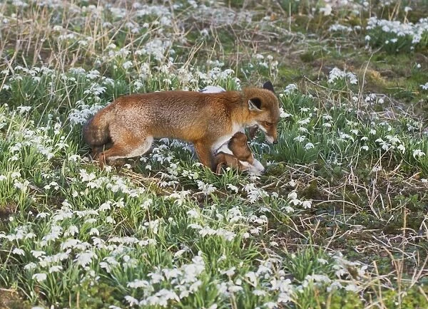 Red Fox - playing with Jack Russell in Snowdrops - controlled conditions 15957