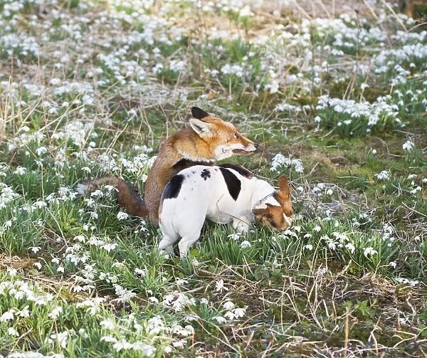 Red Fox - playing with Jack Russell in Snowdrops - controlled conditions 15959