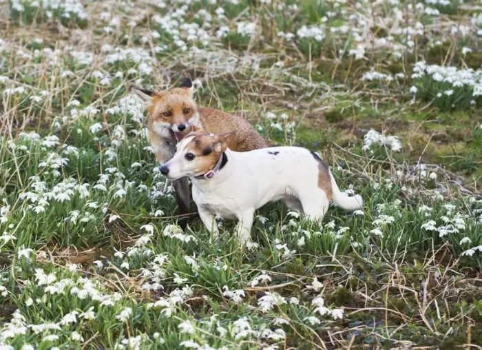 Framed Print : Red Fox - playing with Jack Russell in Snowdrops - controlled conditions 15955 Framed Print : Red Fox - playing with Jack Russell in Snowdrops - controlled conditions 15955