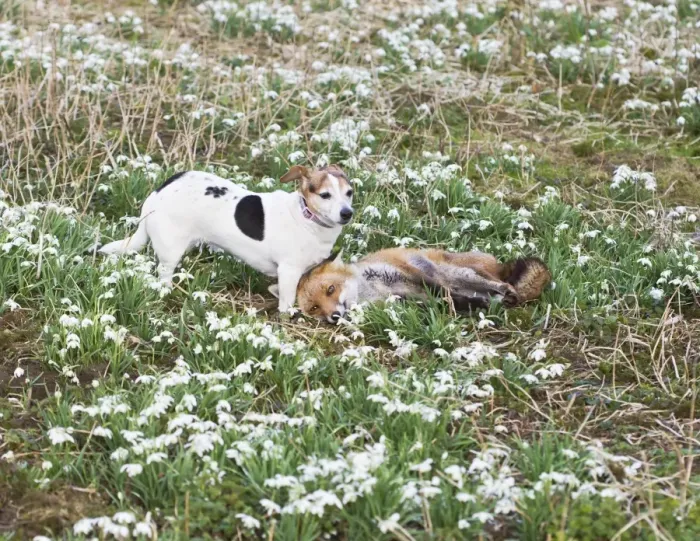 Framed Print : Red Fox - playing with Jack Russell in Snowdrops - controlled conditions 15962 Framed Print : Red Fox - playing with Jack Russell in Snowdrops - controlled conditions 15962