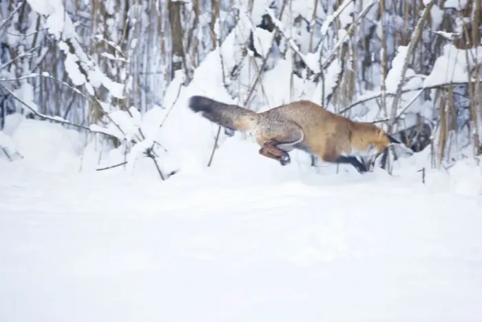 Framed Print : Red Fox pouncing on prey in snow during UK winter
