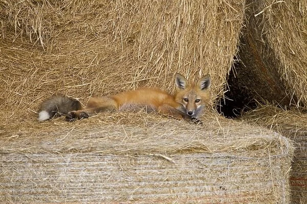 Red Fox - pup lying down on straw bale - distribution: across the entire northern hemisphere from the Arctic Circle to North Africa - Central America - and the steppes of Asia - July in Wyoming - USA
