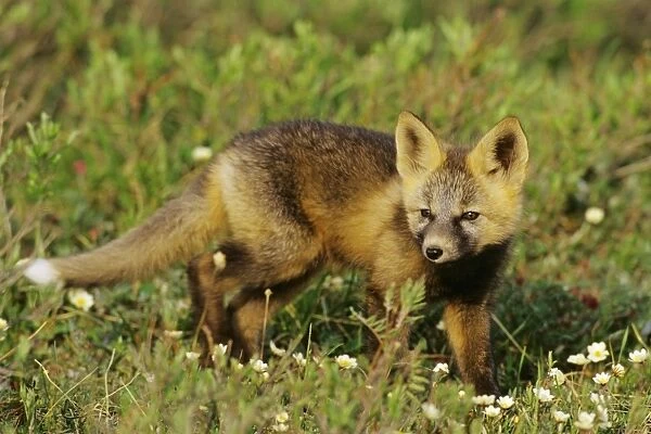 Red Fox - pup near densite in Alaska arctic. Pup has the coloration and markings of what is called a cross fox. MF688