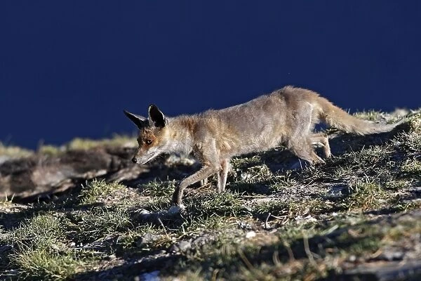Red Fox. Pyrenees - France  /  Spain