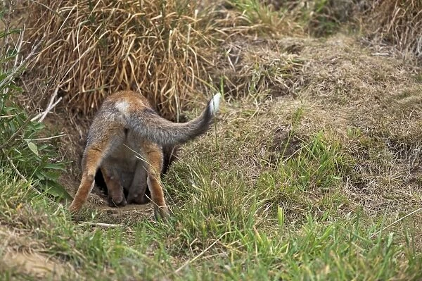 Red Fox - rear view of cub going down hole - controlled conditions 13312