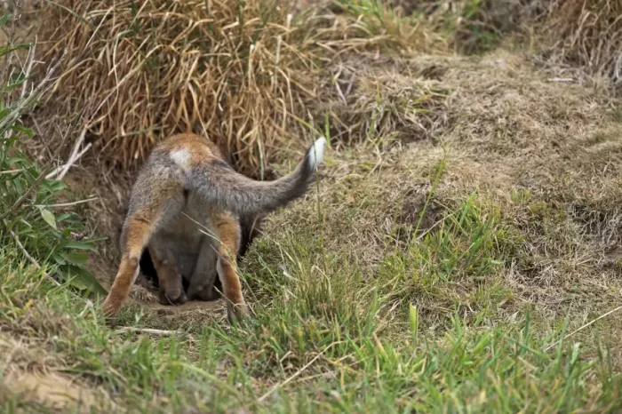 Framed Print : Red Fox - rear view of cub going down hole - controlled conditions 13312