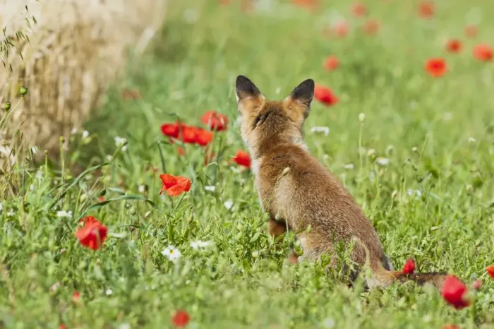 Framed Print : Red Fox - rear view of cub in poppy meadow at edge of cornfield - controlled conditions 13792 Framed Print : Red Fox - rear view of cub in poppy meadow at edge of cornfield - controlled conditions 13792