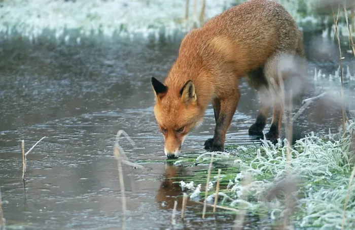 Framed Print : Red Fox RES 267 On frozen pond Vulpes vulpes © George Reszeter / ardea. com Framed Print : Red Fox RES 267 On frozen pond Vulpes vulpes © George Reszeter / ardea. com