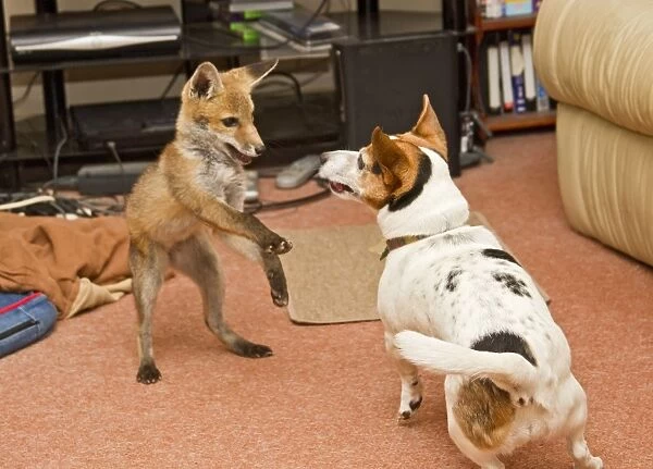 Red Fox - rescue cub playing with Jack Russel in living room - controlled conditions 13250