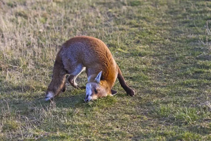 Framed Print : Red Fox - rolling in scent - controlled conditions 15949 Framed Print : Red Fox - rolling in scent - controlled conditions 15949