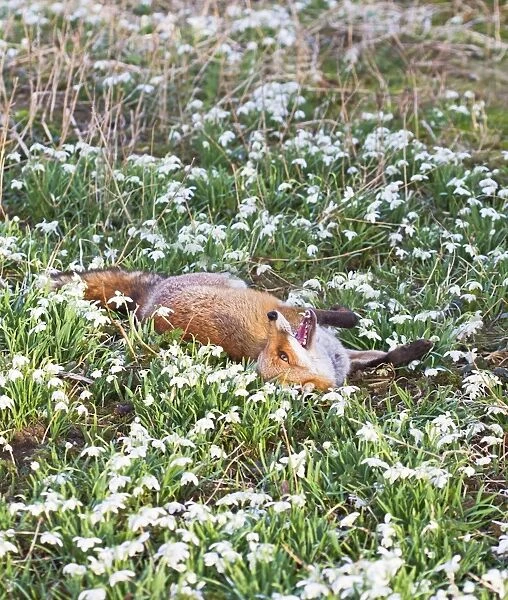 Red Fox - rolling in Snowdrops - controlled conditions 15951