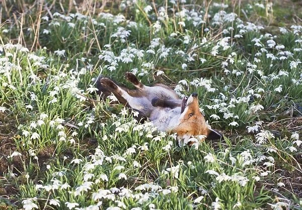Red Fox - rolling in Snowdrops - controlled conditions 15950