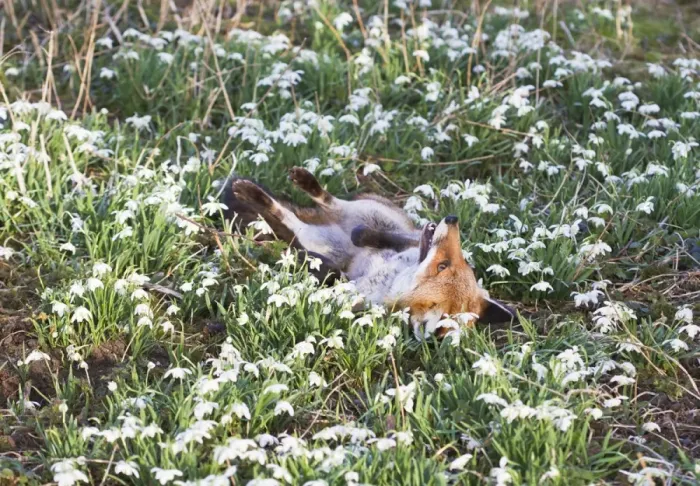 Framed Print : Red Fox - rolling in Snowdrops - controlled conditions 15950 Framed Print : Red Fox - rolling in Snowdrops - controlled conditions 15950