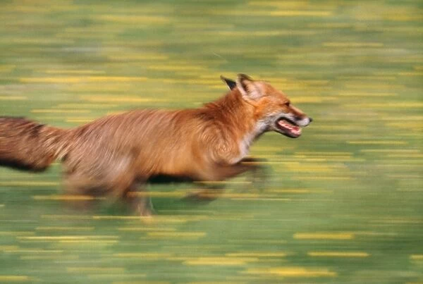 Red Fox - running