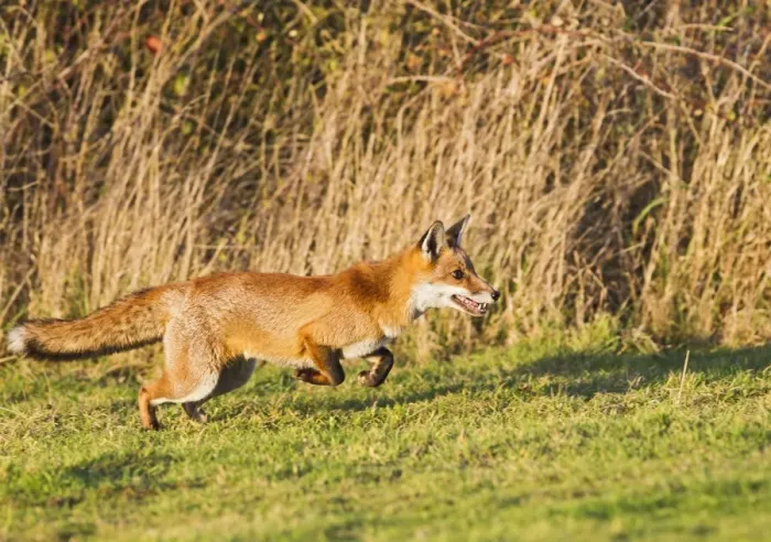 Framed Print : Red Fox - running in afternoon sun - controlled conditions 15051 Framed Print : Red Fox - running in afternoon sun - controlled conditions 15051