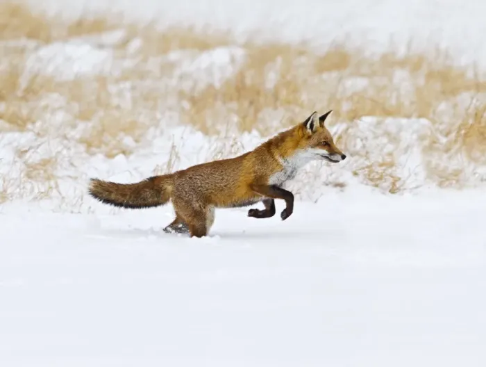 Framed Print : Red Fox - running in snow - controlled conditions 15506 Framed Print : Red Fox - running in snow - controlled conditions 15506