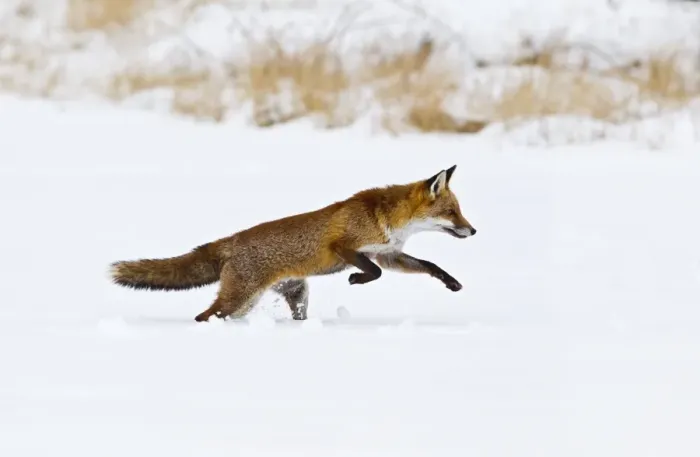 Framed Print : Red Fox - running in snow - controlled conditions 15514 Framed Print : Red Fox - running in snow - controlled conditions 15514