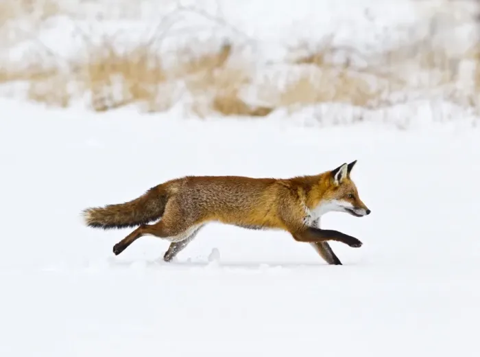 Framed Print : Red Fox - running in snow - controlled conditions 15515 Framed Print : Red Fox - running in snow - controlled conditions 15515