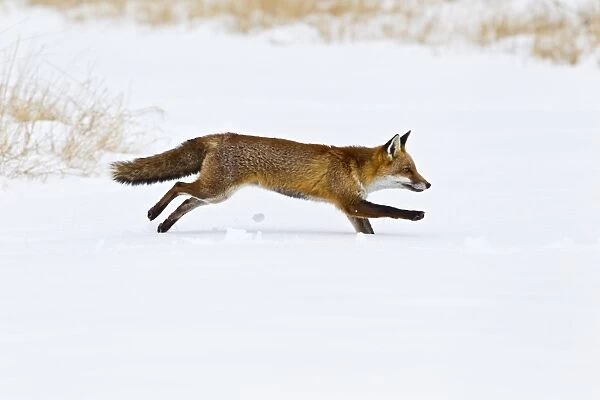 Red Fox - running in snow - controlled conditions 15511