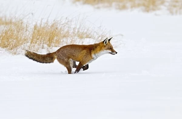 Red Fox - running in snow - controlled conditions 15509