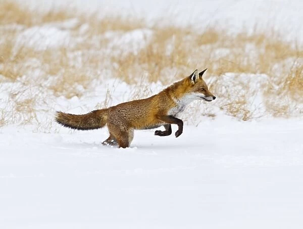 Red Fox - running in snow - controlled conditions 15506
