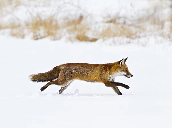 Red Fox - running in snow - controlled conditions 15515
