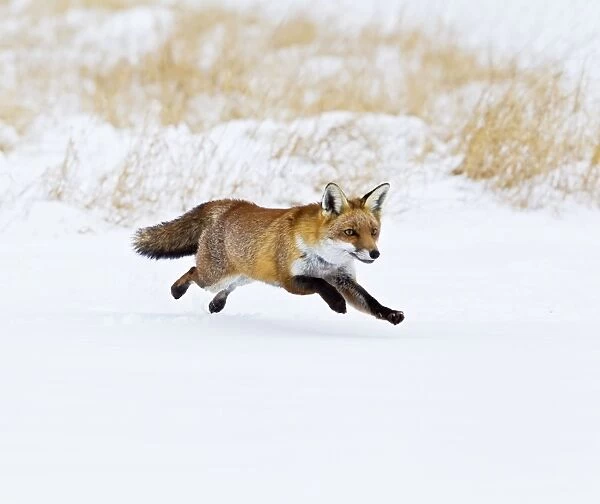 Red Fox - running in snow - controlled conditions 15527