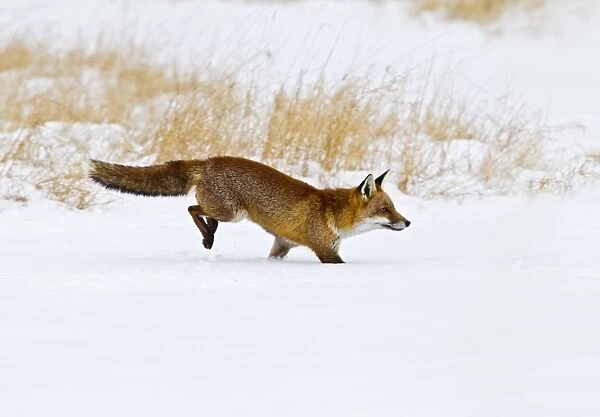 Red Fox - running in snow - controlled conditions 15508