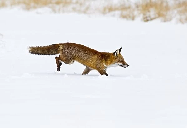 Red Fox - running in snow - controlled conditions 15512