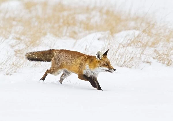 Red Fox - running in snow - controlled conditions 15496