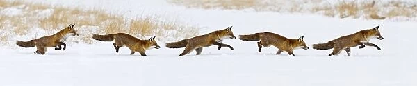 Red Fox - running in snow - multi image composite - controlled conditions 15506