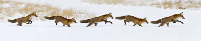 Framed Print : Red Fox - running in snow - multi image composite - controlled conditions 15506