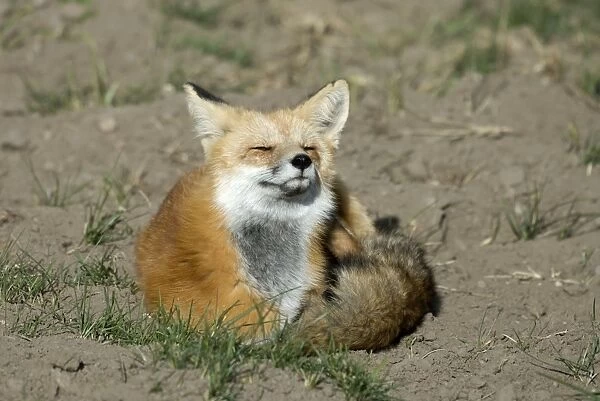 Red Fox Sitting curled up in sun with eyes closed Yellowstone NP. USA