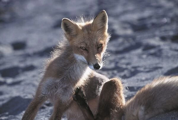 Red Fox - Sitting down scratching