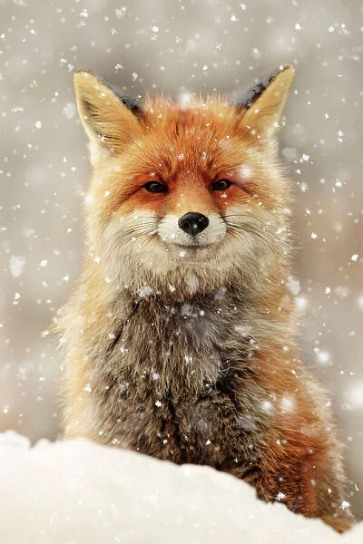 Red Fox smiling in the winter snow #13438303 Framed Photos, Wall Art