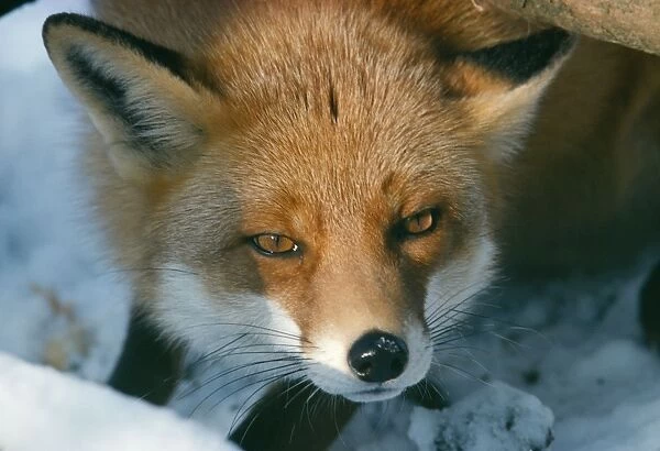 Red Fox In snow