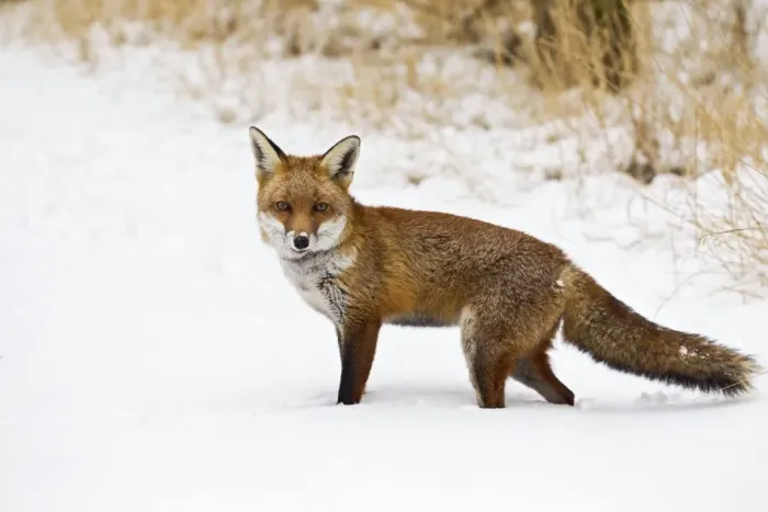 Framed Print : Red Fox - in snow - controlled conditions 15444 Framed Print : Red Fox - in snow - controlled conditions 15444