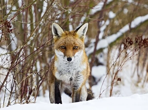 Red Fox - in snow - controlled conditions 15465